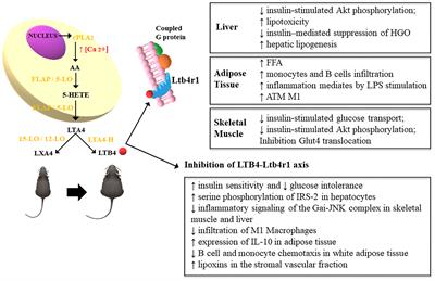 The Role of LTB4 in Obesity-Induced Insulin Resistance Development: An Overview